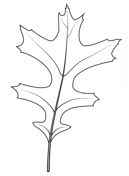 Pin Oak Leaf coloring page image