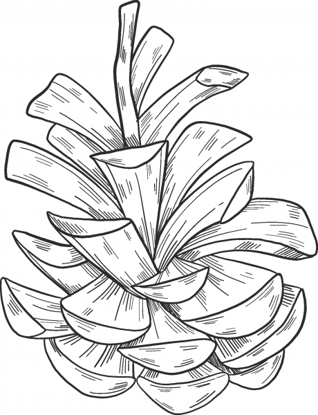 Pine Cone coloring page image
