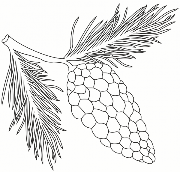 Pine Cone coloring page image