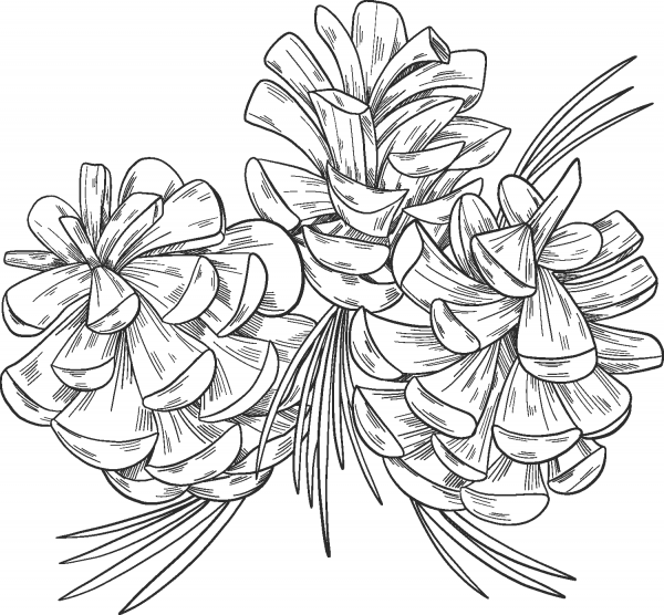 Pine Cones coloring page image