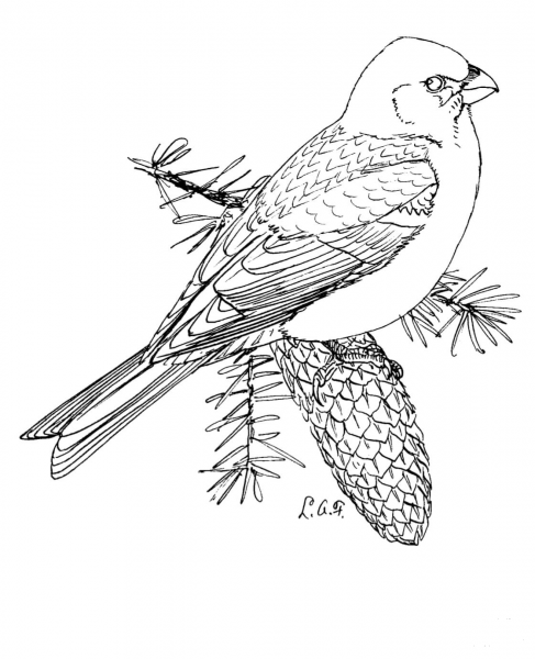 Pine Grosbeak coloring page image