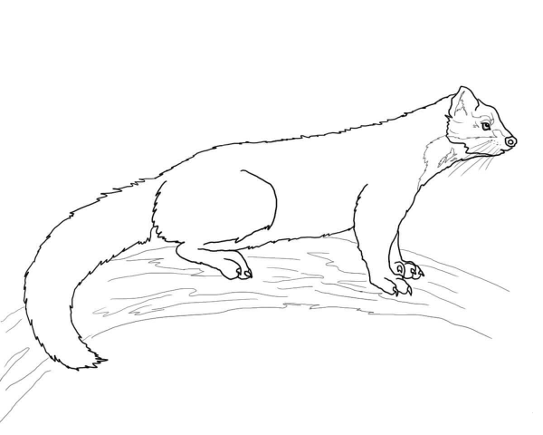Pine Marten coloring page image