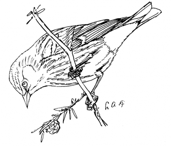 Pine Siskin coloring page image