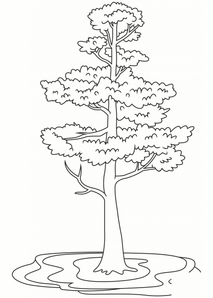 Pine Tree coloring page image
