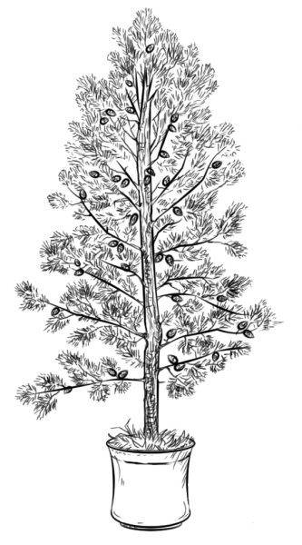 Pine Tree coloring page image
