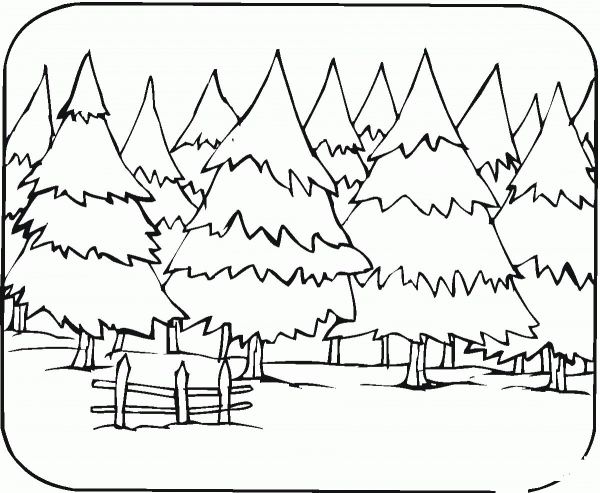 Pine Trees coloring page image