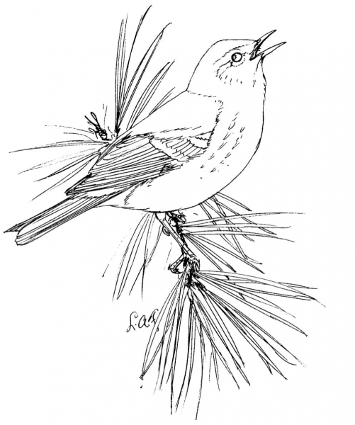 Pine Warbler coloring page image