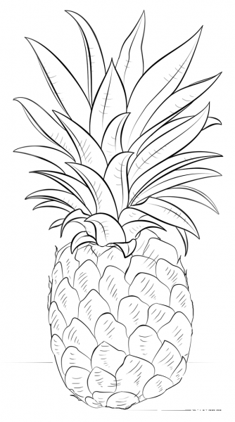 Pineapple coloring page image