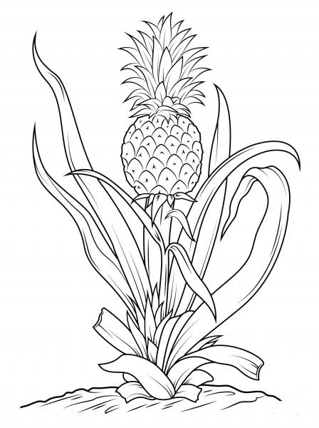 Pineapple Tree coloring page image