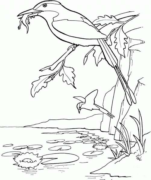 Pink Breasted Kingfisher coloring page image