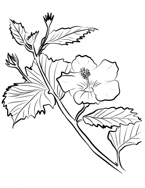 Pink Hibiscus coloring page image