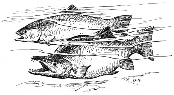 Pink Salmon coloring page image