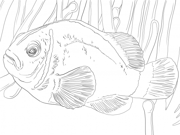 Pink Skunk Clownfish coloring page image