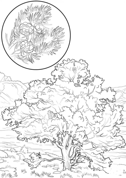 Pinon Pine coloring page image