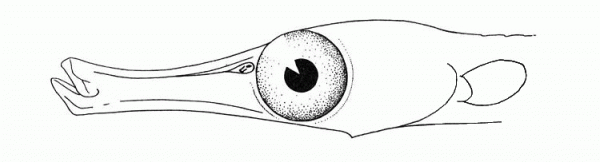 Pipefish  coloring page image