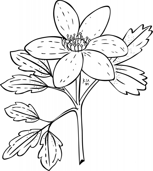Piper’s Anemone Windflower coloring page image