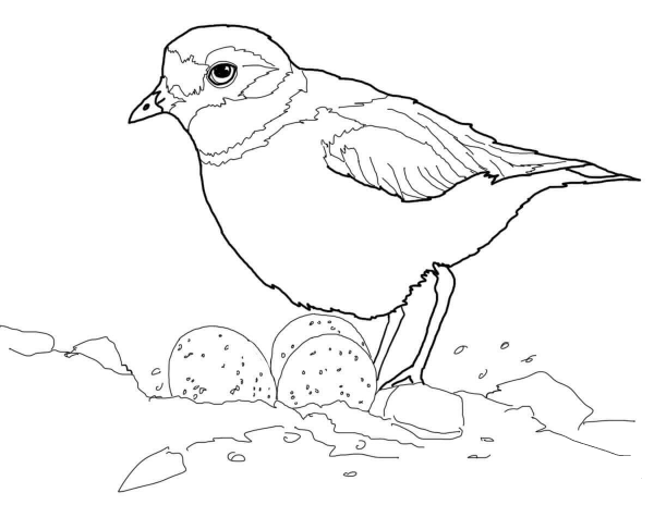 Piping Plover with Eggs in Nest coloring page image