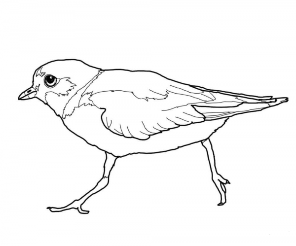 Pipping Plover coloring page image