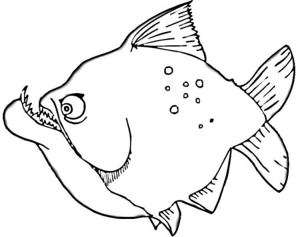 Piranha coloring page image