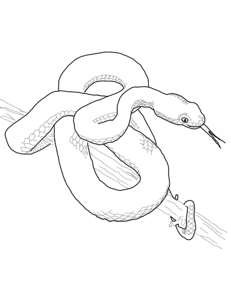 Pit Viper coloring page image