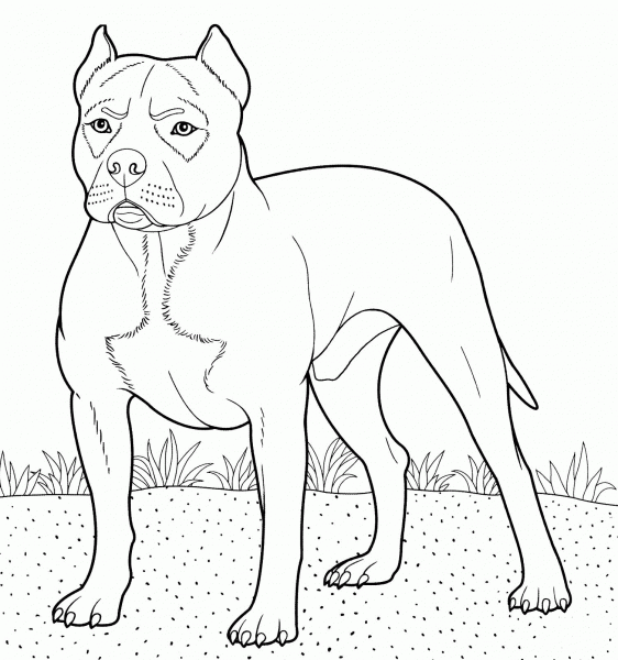 Pitbull coloring page image