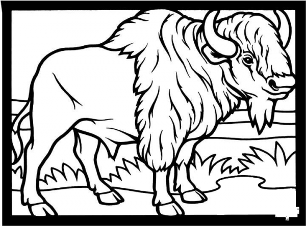 Plains bison coloring page image