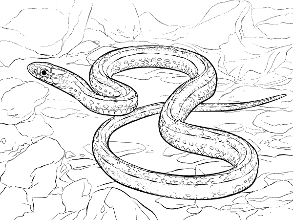 Plains Garter Snake coloring page image