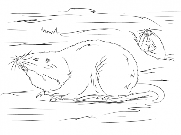 Plains Pocket Gophers coloring page image