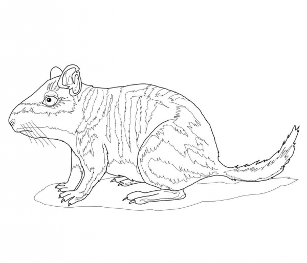 Plains Viscacha coloring page image