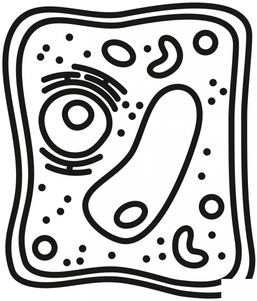 Plant Cell coloring page image