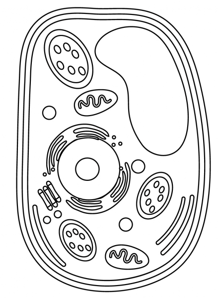 Plant Cell coloring page image