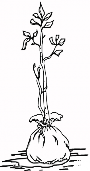 Plant coloring page image