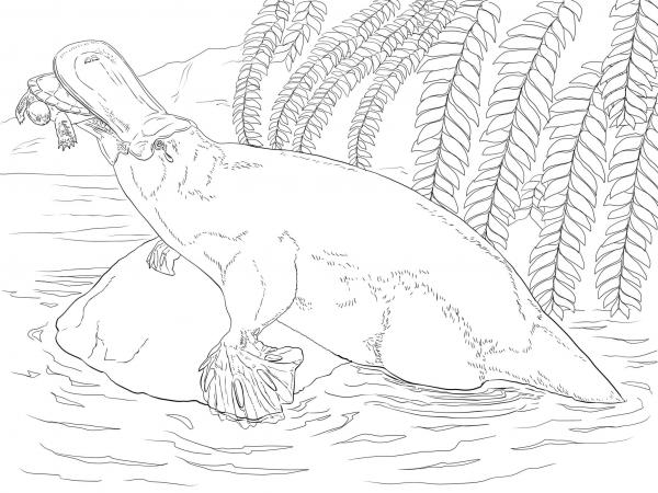 Platypus coloring page image