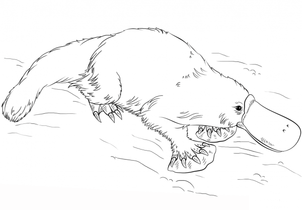 Platypus coloring page image