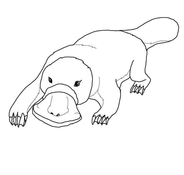 Platypus coloring page image