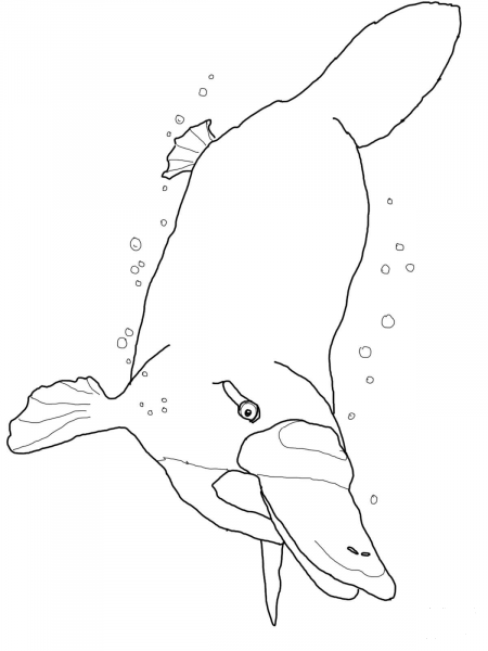 Platypus Swimming Underwater coloring page image