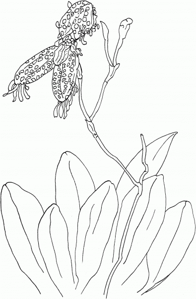 Pleurothallis Schiedei Orchid coloring page image