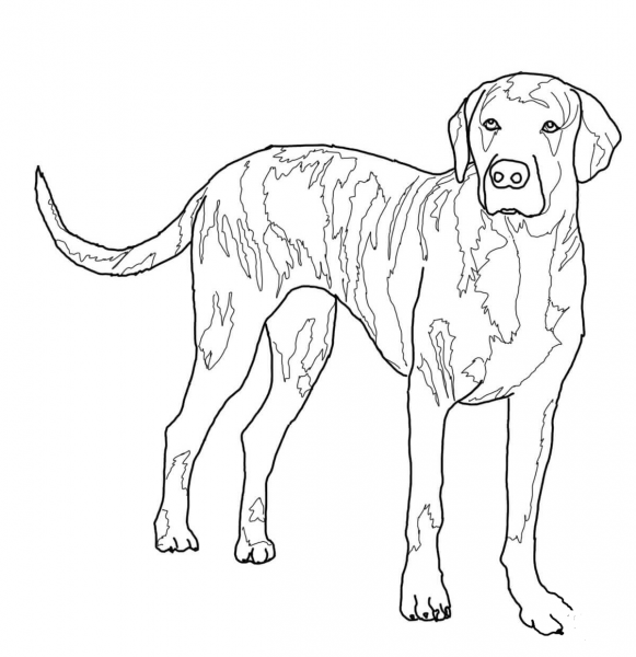 Plott Hound coloring page image