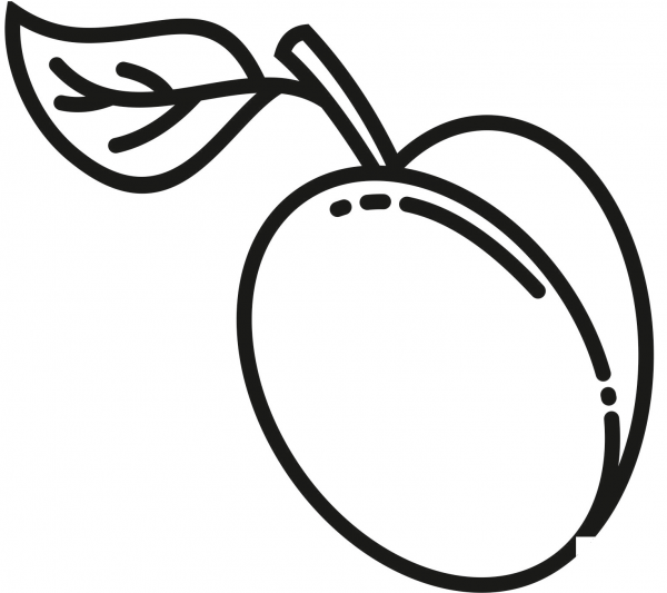 Plum coloring page image