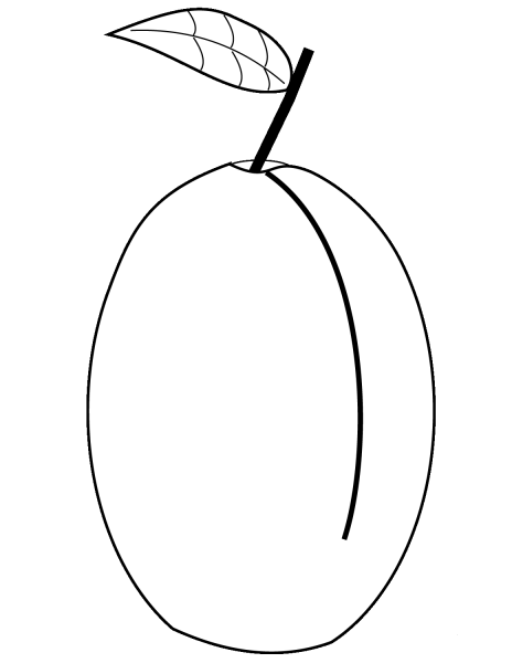Plum coloring page image