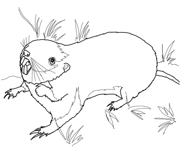 Pocket Gopher coloring page image