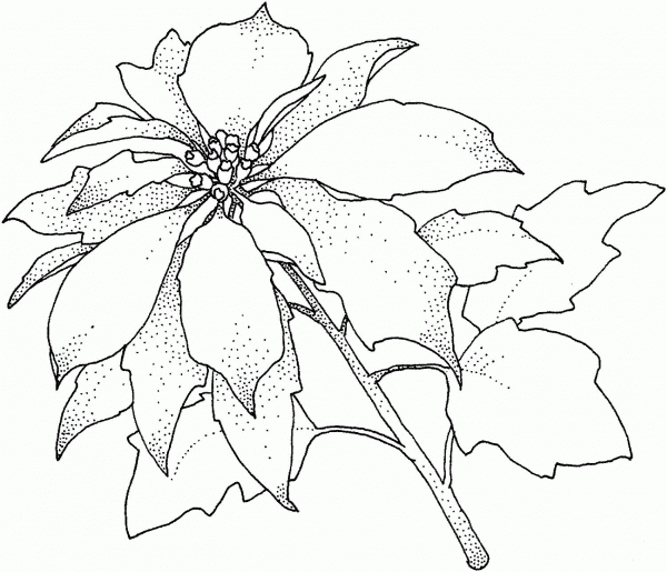 Poinsettia Christamas Flower coloring page image