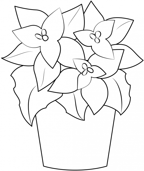Poinsettia coloring page image