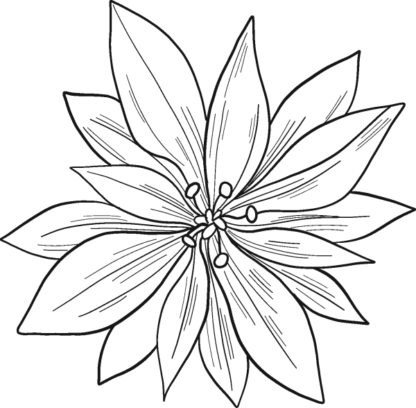 Poinsettia coloring page image