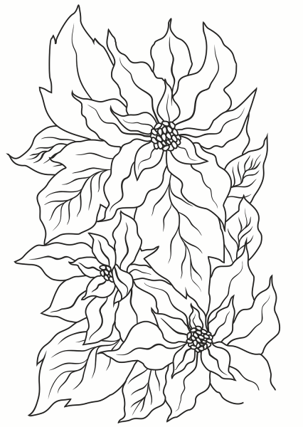 Poinsettia coloring page image