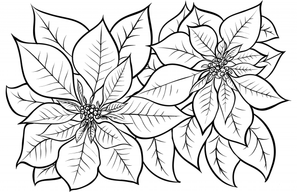 Poinsettia coloring page image