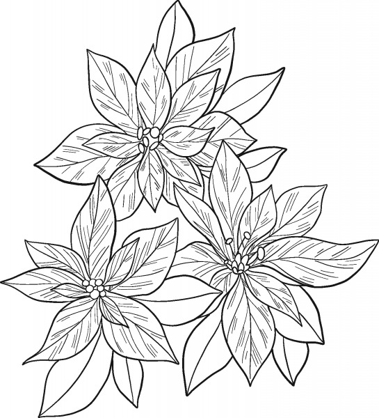 Poinsettia coloring page image