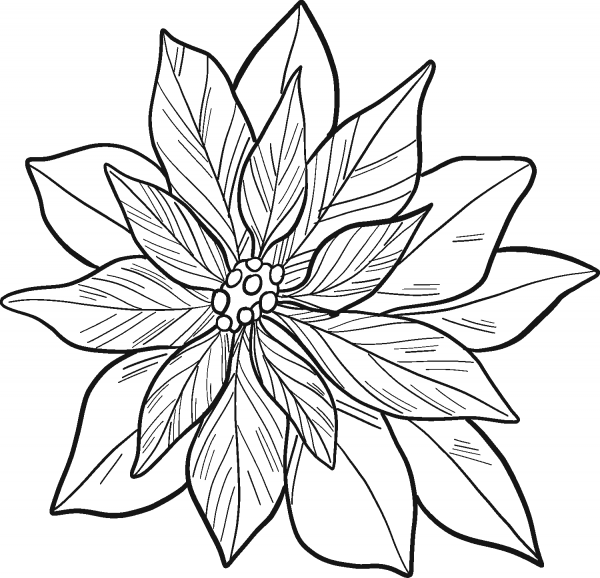 Poinsettia coloring page image