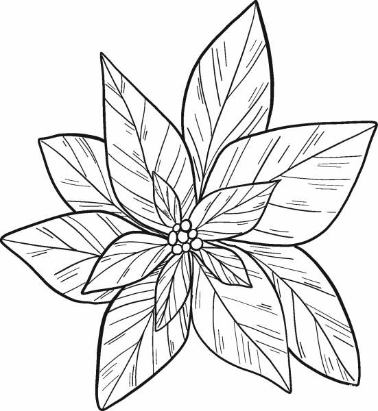 Poinsettia coloring page image