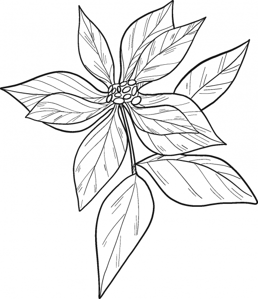Poinsettia coloring page image